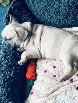 2 Französische Bulldogge Welpen - Neukirch (Lausitz)