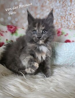 =^..^=Bezaubernde Maine Coon kitten mit Stammbaum aus seriöser Zucht =^..^= - Bad Berleburg