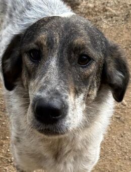 CLODETTE - lieb und menschenbezogen - Dänischenhagen