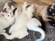 Siam- Mix Kitten - Lüneburg