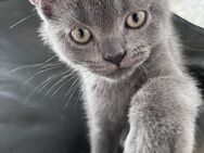 6 wunderschöne BkH Kitten suchen ein neues liebevolles zu Hause - Köln