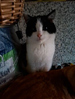 Kater Kitten sucht noch ein Zuhause - Haßbergen