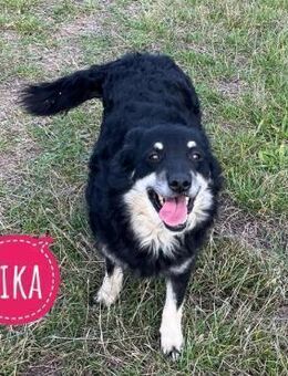 Kika ein Traumwesen - Flörsheim-Dalsheim