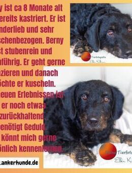 🩵Berny🩵sucht eine liebe Familie - Freilassing