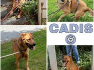 CADIS -liebt die Menschen sehr- - Duisburg