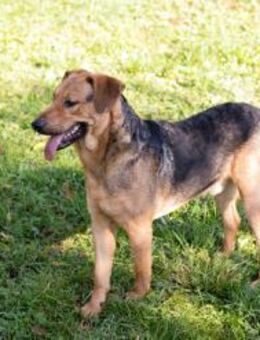 COOKIE - bin eben ein munterer Typ - Overath