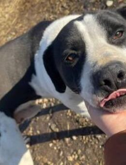 Sancho ist ein liebenswerter Rüde 🐾 - Elsdorf (Nordrhein-Westfalen)