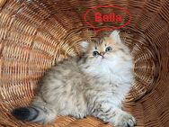 BLH Kitten Britisch Langhaar Golden und Tabby , Reinrassig mit Stammbaum - Leipzig Nord