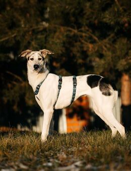 Freundliche Bimka sucht ihre Familie - Duisburg