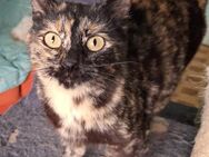 Liebe Schmusekatze Aigua - Karlsruhe