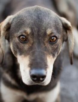 Lebensfrohe ♥Pika♥ sucht treue Menschen - Hamburg