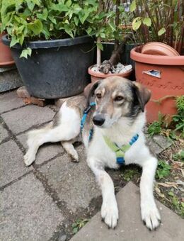 Zauberhafte Fine sucht Zuhause - Düsseldorf