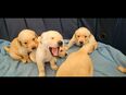 Labrador Welpen mit Papieren in Weiß, Beige und Champagner mit Papieren in 74912