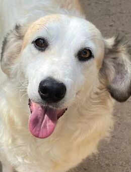 BRUNELLA - lieber Rohdiamant - Dänischenhagen