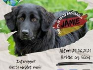 JAMIE-Schmusebär & aktiver Naturbursche - Waakirchen