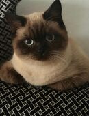 DECKKATER SUCHT DAME 🐾 in 6317