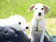 Kendy sucht seine Menschen... - Hagen (Stadt der FernUniversität)