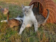 Siam-Heilige Birma Mix Katzen Kätzchen - Wolkenstein