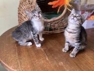 TAPPS & TABBY - auf der Straße gefunden - Sulzbach-Laufen