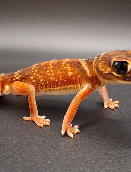 Knopfschwanzgecko Männchen - Steinigtwolmsdorf
