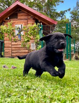 Welpen Labrador in schwarz mit Papieren - Unstruttal