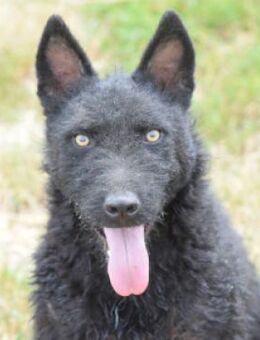 Oliver - lustiger, aktiver, netter Rüde - Lohmar