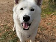 Jefe - Siberian Husky Mix sucht - Berlin