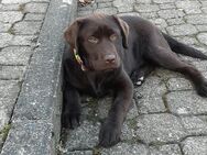 Reinrassige Labrador Hündin - Braunlage