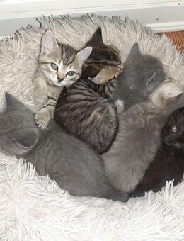 Fünf wunderbare Kitten suchen liebevolle Familien - Hamburg