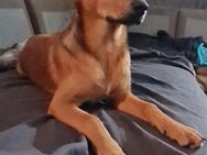 5 Monate junge Schäferhund/Malinois Mix Mädchen - Inden