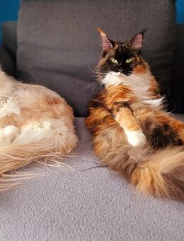 Maine Coon - Heidenheim