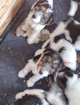 Drahthaar Foxterrier Welpen - Hinte