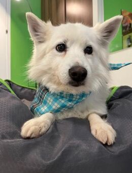 Kody, verschmuster Mittelspitz Opi - Remagen