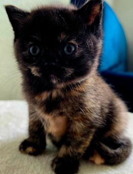 Bkh kitten Tortie Smoke mädchen orange augen weisse pfote ab 31.07 abholbereit - Neuendettelsau