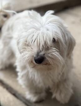 Lenka sucht endlich ihr Glück - Krefeld