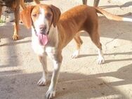 ♥Rosie♥ liebevolle, aktive Bracken-Lady - Hamburg