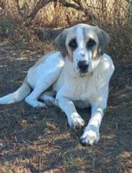 MAYA - süße HSH-Hündin sucht Familie - Aerzen