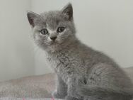 Sofort Bkh Kitten in blue und bicolor - Eschweiler