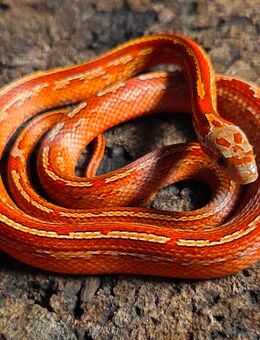 Blood Tessera Pied - Schwelm