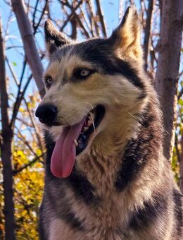 Zuhause gesucht für Husky(-Mix?) Maya - Leonberg (Baden-Württemberg)