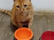 Pufulet - Roter Kater sucht Anschluss - Bad Camberg