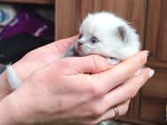 Reinrassige BKH Blue-Point Kitten. Nur noch zwei Kätzchen sind frei - Markt Rettenbach