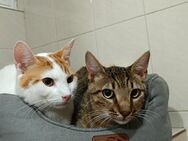 Theo&Toffee aus dem Tierschutz Kreta - Grevenbroich