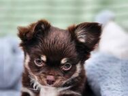 Liebevolle Langhaar-Chihuahua-Hündin sucht neues Zuhause - Heide