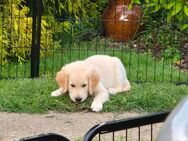 Golden Retriever Welpen - Leipzig