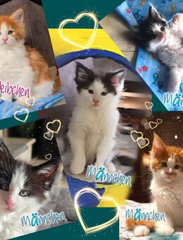 Traum Maine Coon Kitten M/W - Hagen (Bremischen)