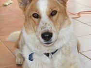 Collie-Schäfi Mix Rüde 3 Jahre. kastr. - Friedberg