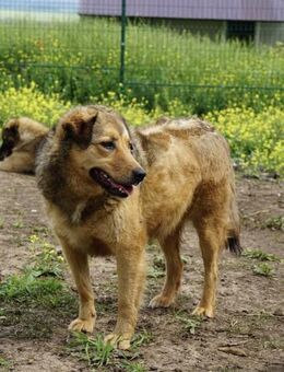 Abby sucht eine Pflegestelle - Neuss