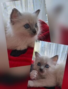 Reinrassige Heilige Birma Kitten - Pforzheim