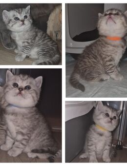 BKH Babys suchen ihr Für-Immer-Zuhause - Hamburg Hamburg-Mitte